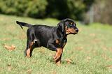 DOBERMANN 360